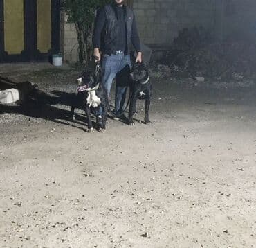 İtlər: Kane-Korso, 1 il, Dişi, Peyvəndli, Ödənişli çatdırılma, Ünvandan götürmə — 2