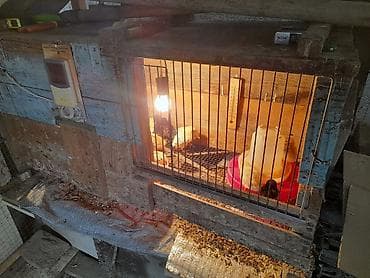 Инкубаторы: 100 яиц, Азербайджан, Для всех видов птиц — 1