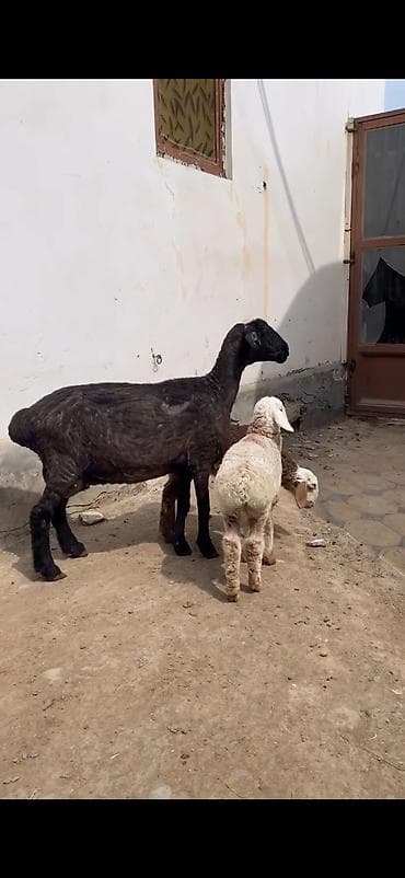 balaca boyumeyen itler: Qoyun və quzular – ana qoyunla 2 quzu dəsti - Növ: yerli ət‑yunun — 3