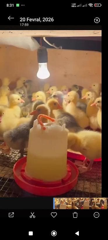 quşlar: Damazlıq qaz balaları - Cins: yerli damazlıq (sarı və boz lələklı — 1