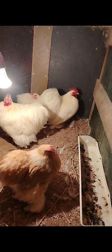 toyuq colpa: Toyuq cücələri, Damazlıq — 2