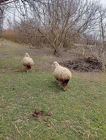 dişi pisik adları: Iki ədəd dişi quzulardı qiymət ikisinə aiddi — 2