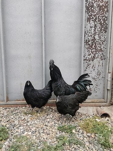 Toyuq, Damazlıq, Ödənişli çatdırılma — 4
