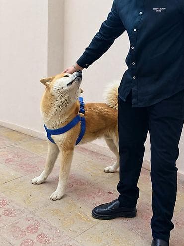 alman coban kopeği: Akita-inu, 1 il, Erkek, Ünvandan götürmə — 1