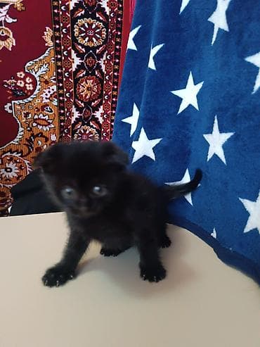 pişik ev: Şotland, Ünvandan götürmə — 10