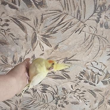 bulbul quşu: Növ: Nimfa kakadu (cockatiel) Rəng: Lutinо (tam açıq-sarı bədən — 5