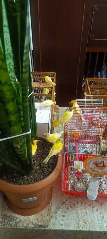 Gəmiricilər: Bülbüllər — 2