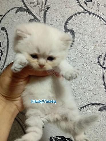 itler pikines type 1: Şotland, Erkək — 8