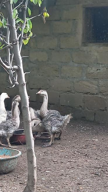 Qazlar: Dişi, | Linda, Damazlıq, Ünvandan götürmə — 2