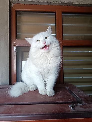 Geyimlər: - Material: qalın taxta karkas və taxta astar - Dam: metal profil — 8