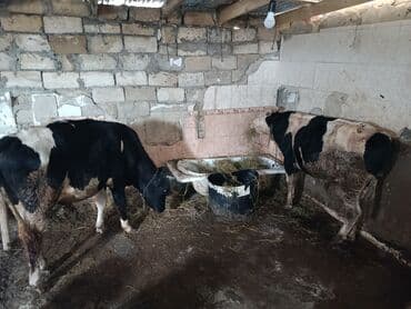 cins ineklerin satisi 2019: Dana, buzov, Erkək, Simental, ay: 1, 350 kq, Ətlik, Damazlıq, Ödənişli çatdırılma, Ünvandan götürmə — 2