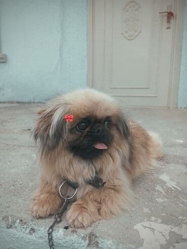 qara it sekilleri: Pekines, 9 ay, Dişi — 1
