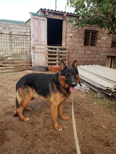 it satisi ucuz: Alman çoban iti, 11 ay, Erkek, Peyvəndli — 1
