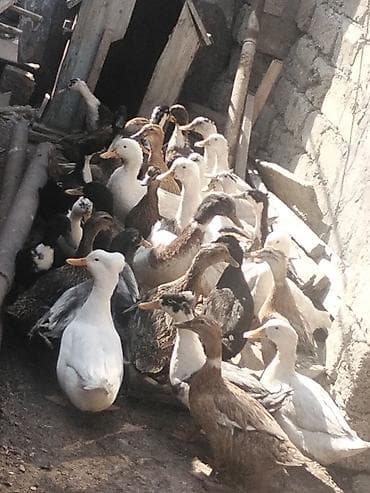 ordek balasi nece gune cixir: Salam Aleykum ördekler kom 16 azından satılır pekin kuban yaşılbas tek — 6