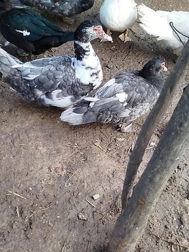 ördeyler: Lal ördəklər satilir 15 20 ədəd var yumurtluyurlar erkəklər 30 35 — 5