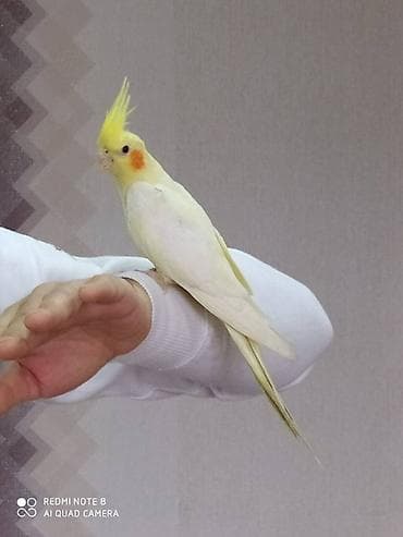 inek satilir: Diqqet quslarin altinin ve yerinin temizliyine fikir verin — 4