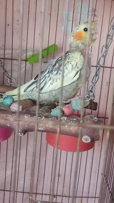 Амадины: Nimfa (cockatiel) – nadir rəng çaları - Rəng: krem-sarı və boz — 7