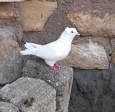 goyərcinler: Kesiyde tutulub erkey — 3