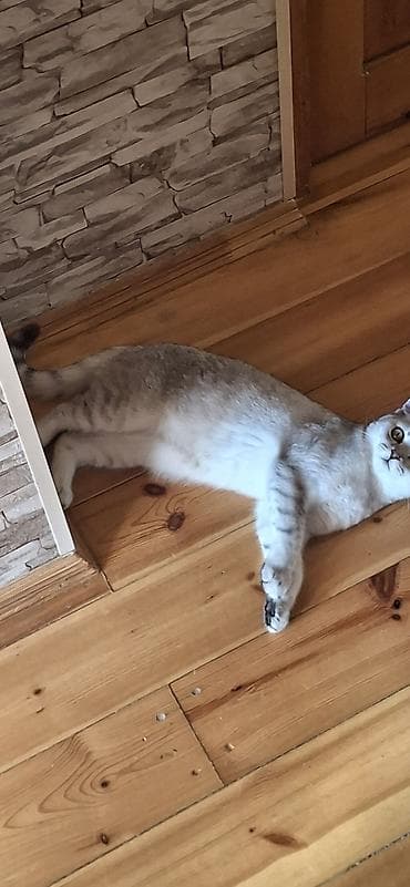 pişik cutlesdirmek: Britan Erkək 5 aylıq sağlam pişikdi vaksini qurd dərməanı olunub.arada — 2