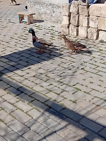 Keçilər, çəpişlər: Salam,təmiz çöl ördekleri satilir,həyət şaraitine tam oyresibler - — 9