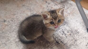 pişik paltarı: Şinşilla, Erkək, Dişi, Yaxşı əllərə, Pulsuz çatdırılma — 1