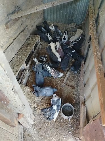 Məhsul: Ev göyərçinləri (qrup şəklində) Təsvir: - Müxtəlif rəng və