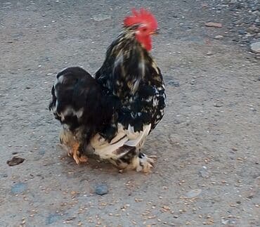simental inekler azerbaycanda: Lyankyar cinsindən olan bu toyuqlar dekorativ görünüşü və kiçik — 3