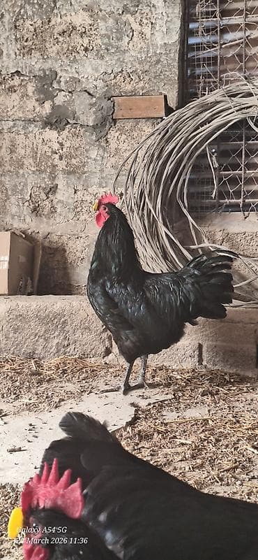 qara quyruq: Qara rəngli Alman Australorp xoruzu (tünd, parlaq lələklər) Təsvir: - — 1