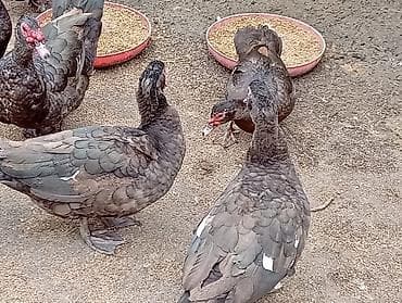 Keçilər, çəpişlər: 6 Krasnadar Öküz Ürəyi Xoruz Tam Original. 3Kilo 600 - 4Kiloyacan — 6