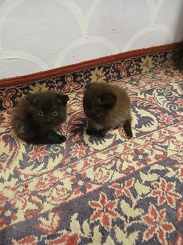 pişik bala: İki ədəd balaca bal paltarlı pişik balası - Rəng: tünd — 3