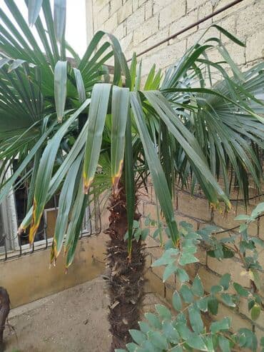 günəbaxan haqqında məlumat: Palma ağacı — 3