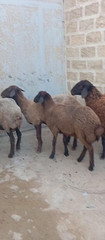 qoyun barter: Salam ünvan Bakıin maştağa kendi obşi 5 baş heyvanlar 1 baş qoç 2 — 3