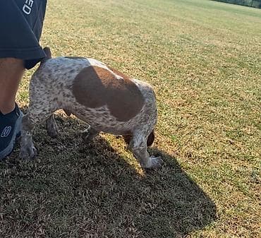 doberman it: Kurtxar — 4