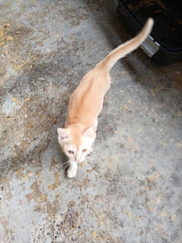 pişik tualet: Yaxşı əllərə — 3