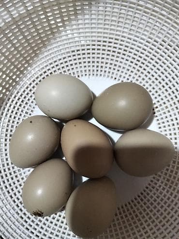 Mayalı Qafqaz ve rumın qırqovul yumurtasi - Rəngi: açıq-qəhvəyi və