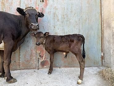 donuz balası: 15 litir süd verir 4 qarına doğun Balası erkeydi — 5
