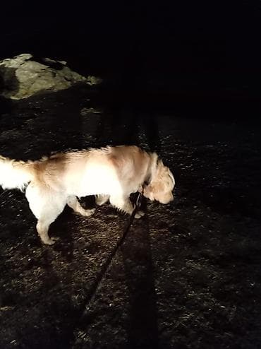 Retriever — 2