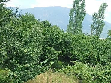 12 sot, Tikinti, Mülkiyyətçi, Kupça (Çıxarış) — 1