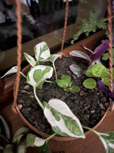 muellimler gunune aid sekiller: Her nov guler var endirimnen verecem Gencedi istiyen yazsin satiş — 42