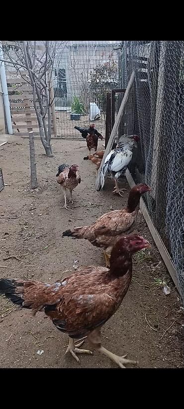 yapon toyuqlari: Toyuq, Damazlıq — 3