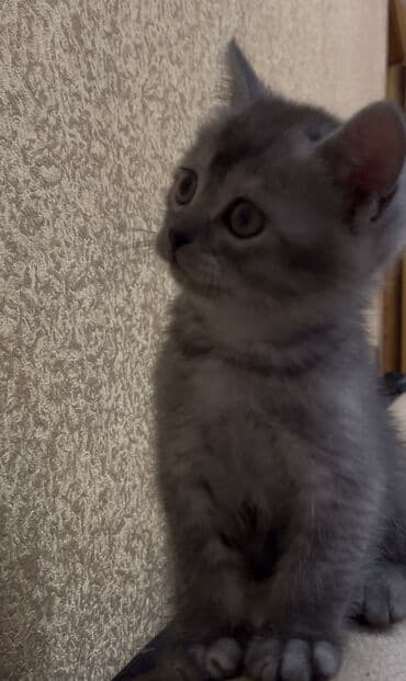 pişik sahiblendirme: Şotland yastı qulaq, Erkək — 6