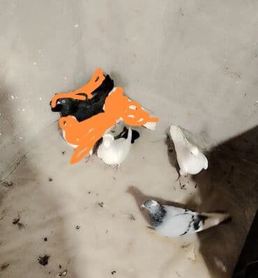 itlərə verilən adlar: Satilir. Tam saglam heyvanlardi istiyen yazsin unvan şəki rayonlara — 1