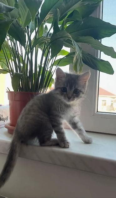 göyərçin şəkli: Britan, Dişi — 2