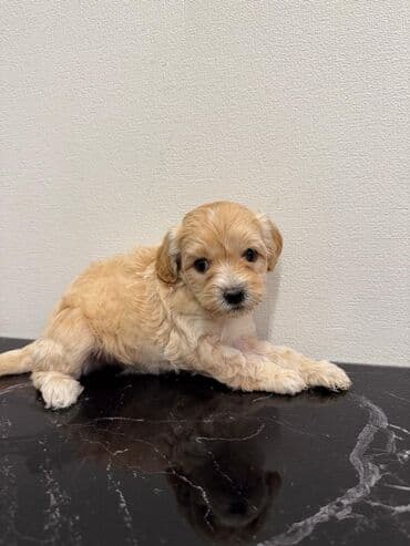 где можно купить собаку мальтипу: Pudel — 8