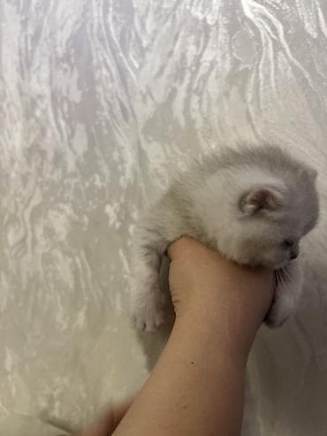 pişik sudu: Britan — 4