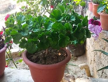 plastik qapilar: Qabda əkilmiş ətirli geranium (pelargonium) – bənövşəyi-bordo və açıq — 2