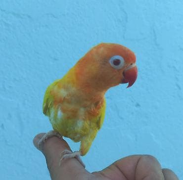 fiser papuqay: Sevimli tutuquşu – Lovebird (Agapornis) - Rəng: parlaq sarı bədən — 4