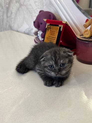 Akvariumlar: Şotland — 7