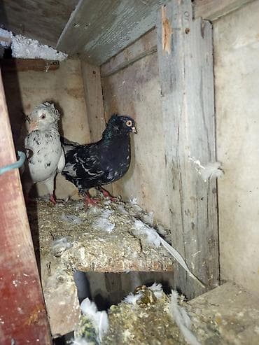 Собаки: Ev göyərçinləri – 2 ədəd - Növ: yerli ev göyərçini - Rənglər: biri — 1