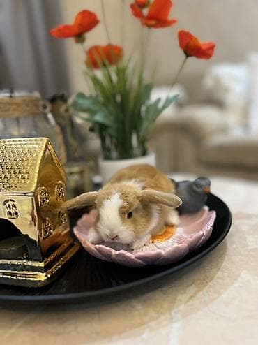 ətlik dovşan: !!!! Bu rəngdə dovşan Bakıda çox çətin tapılır!!! Boynunda sanki ağ — 1